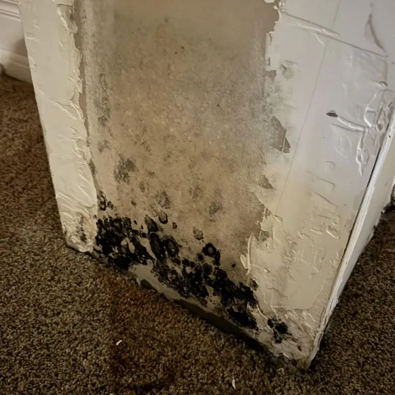Professional Mold Removal in McClain County, OK